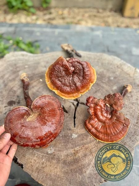 Người thấy cây nấm, người thấy cả hành trình