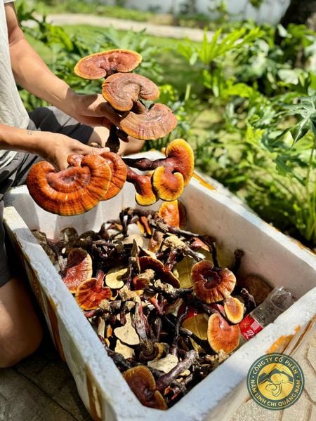 Từ những lát nấm nhỏ… đến thói quen chăm sóc sức khỏe mỗi ngày