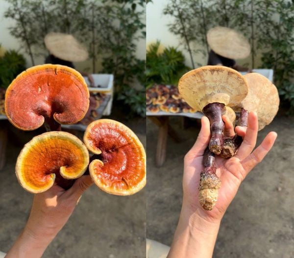Hiếm gặp: 3 cây Nấm Lim Xanh rừng tạo hình trái tim tự nhiên
