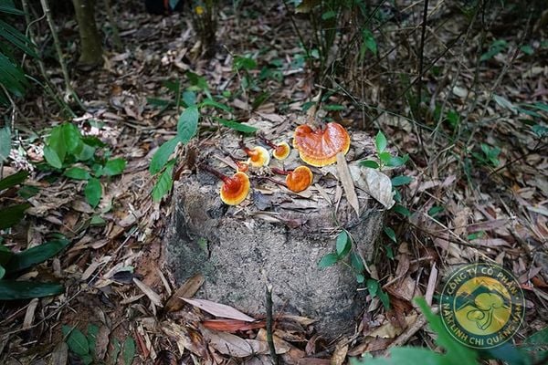 Nấm Lim Xanh là gì? Tại sao ngày càng hiếm trong tự nhiên?
