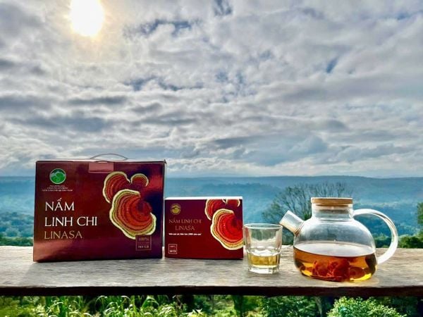 Nấm Linh Chi Linasa là gì? Có gì khác so với linh chi thông thường?
