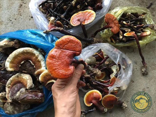 Thu gom Nấm từ bà con vùng núi