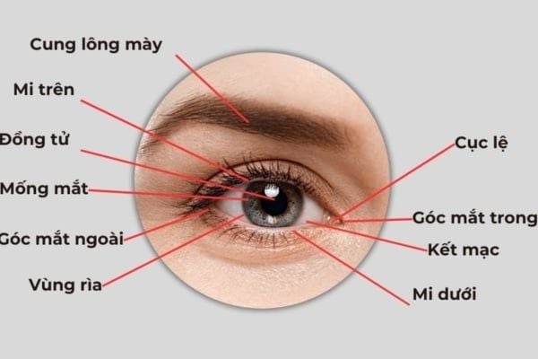 Cấu tạo của mắt người: Giải thích chi tiết và dễ hiểu nhất
