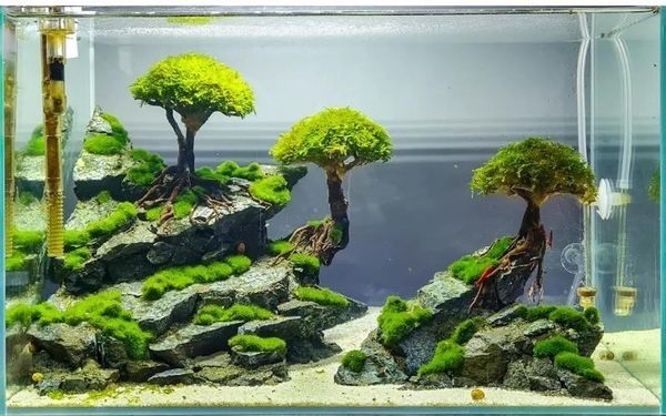 Những yếu tố làm nên hồ thủy sinh mini đẹp bền theo thời gian
