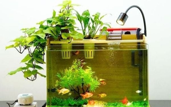 Những yếu tố làm nên hồ thủy sinh mini đẹp bền theo thời gian