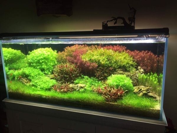 Mẹo duy trì bể cá thủy sinh đẹp lâu dài