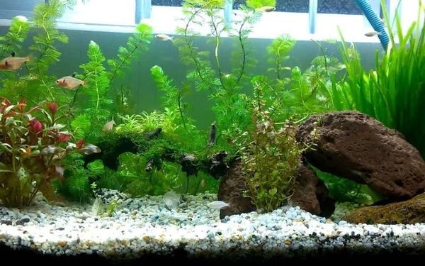 5+ Cây thủy sinh đẹp mê mẩn giúp hồ thủy sinh nổi bật ngay từ cái nhìn đầu tiên