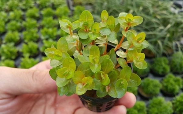 5+ Cây thủy sinh đẹp mê mẩn giúp hồ thủy sinh nổi bật ngay từ cái nhìn đầu tiên