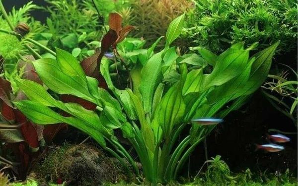 5+ Cây thủy sinh đẹp mê mẩn giúp hồ thủy sinh nổi bật ngay từ cái nhìn đầu tiên