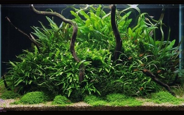 5+ Cây thủy sinh đẹp mê mẩn giúp hồ thủy sinh nổi bật ngay từ cái nhìn đầu tiên