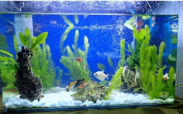 5+ Cây thủy sinh đẹp mê mẩn giúp hồ thủy sinh nổi bật ngay từ cái nhìn đầu tiên