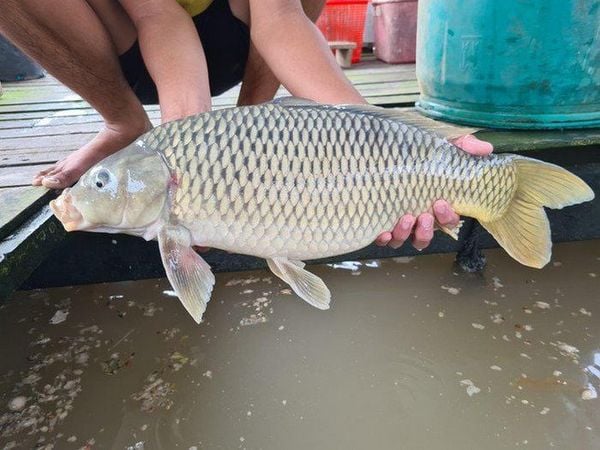 bệnh lao cá