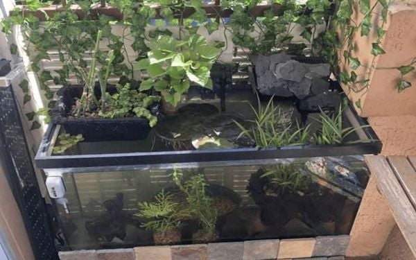 Bể cá thủy sinh ngoài trời