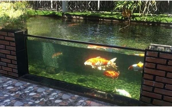 Bể cá thủy sinh ngoài trời