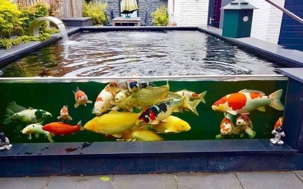 Bể cá thủy sinh ngoài trời