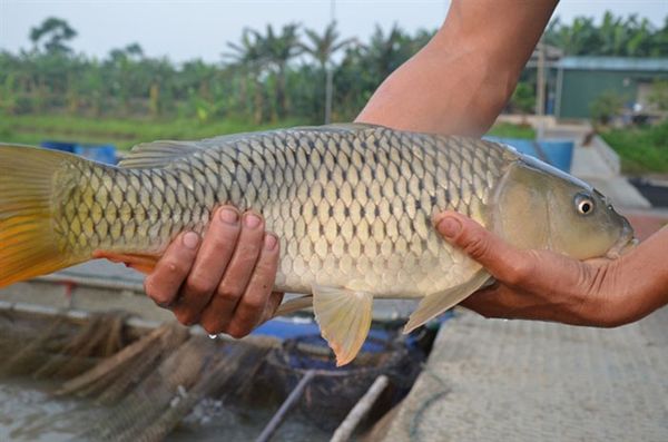 bệnh lao cá