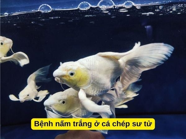 Bệnh đốm trắng