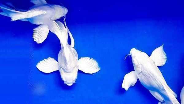 Cách phòng bệnh hiệu quả cho cá Chép Sư Tử