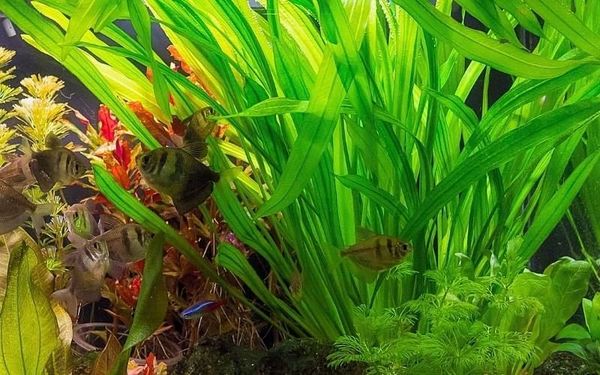 Bí quyết mua cây thủy sinh