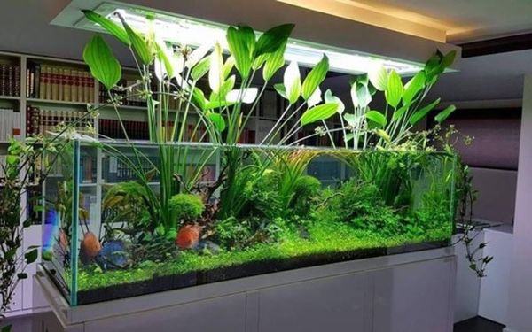 Bí quyết mua cây thủy sinh