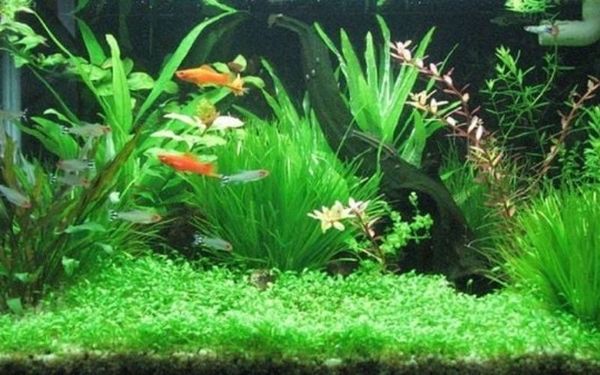 Bí quyết mua cây thủy sinh