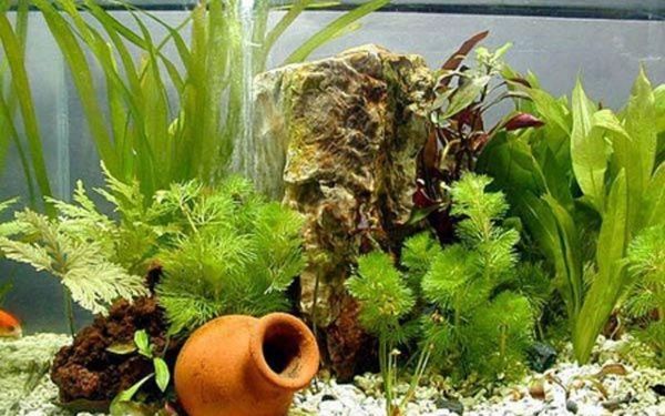 Bí quyết mua cây thủy sinh