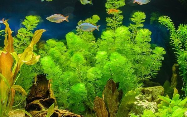 Bí quyết mua cây thủy sinh