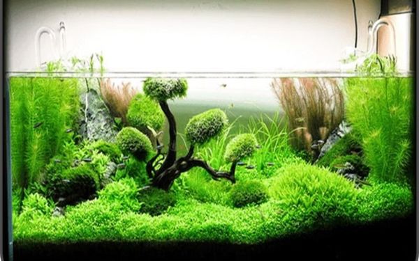Bí quyết mua cây thủy sinh