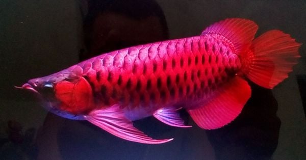 cá rồng bị cháy lưng