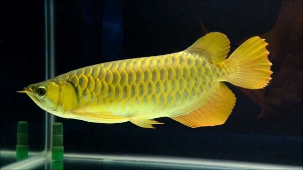 cá rồng bị cháy lưng