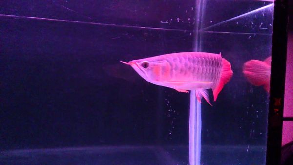 Dấu hiệu nhận biết cá Rồng bị dư môi