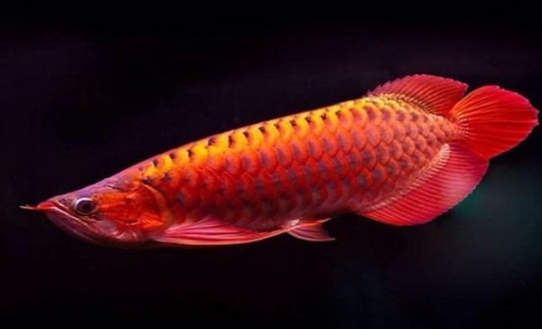 Ảnh hưởng của việc cá Rồng bị dư môi