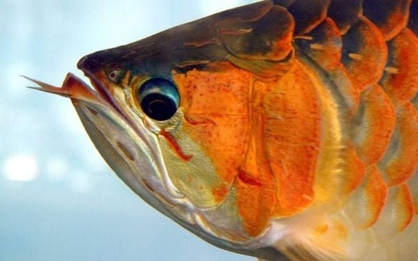 Cá Rồng bị dư môi là gì?
