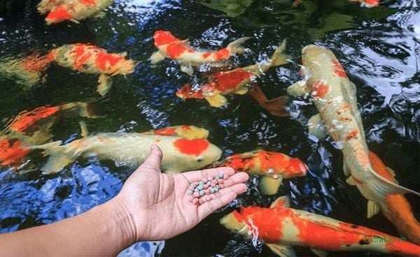 cá Koi ăn gì