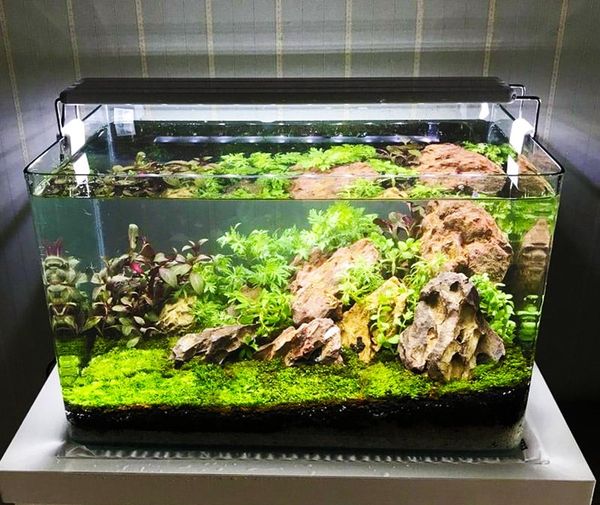 Các bước vệ sinh bể cá thủy sinh đẹp
