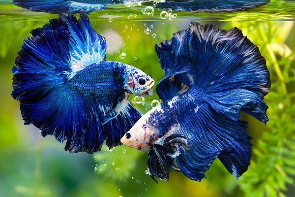 Cách xử lý khi cá Betta có dấu hiệu sắp chết