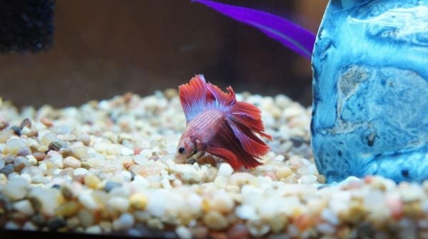 Dấu hiệu cá Betta sắp chết