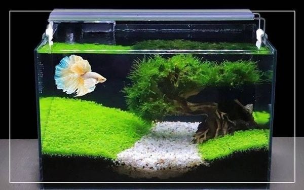 Đèn LED cho bể cá thủy sinh