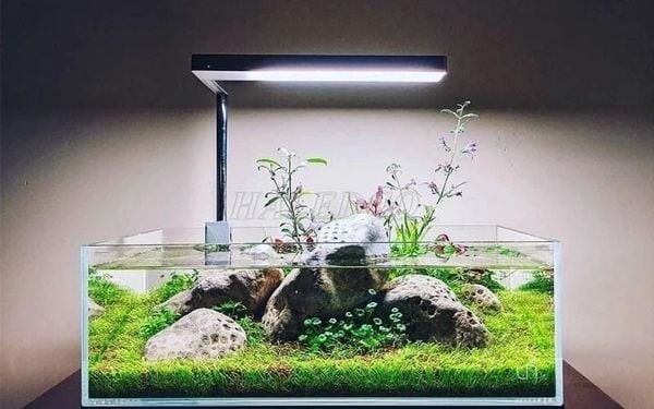 Đèn LED cho bể cá thủy sinh
