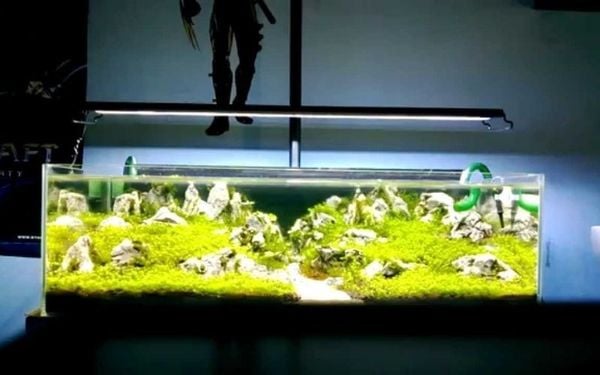 Có nên bật đèn cho cá cảnh ban đêm? Phân tích các góc độ