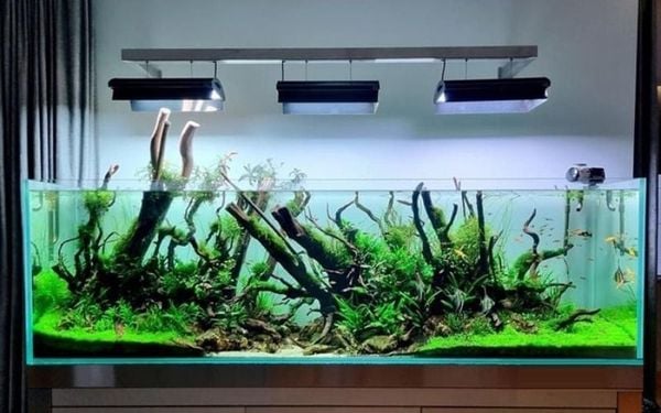 Có nên bật đèn cho cá cảnh ban đêm? Phân tích các góc độ