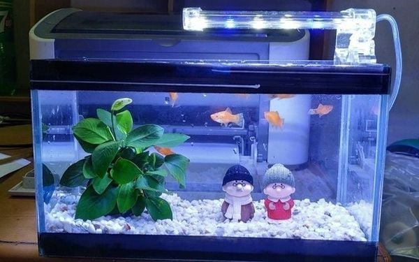 Đèn LED cho bể cá thủy sinh