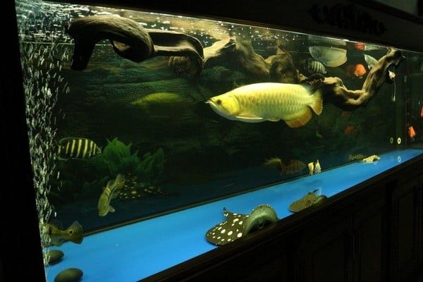 Một số lưu ý khi thiết kế bể cá Rồng