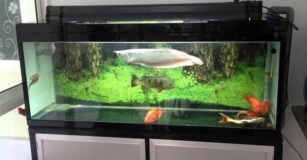 Vì sao cần chọn đúng kích thước bể cá Rồng?