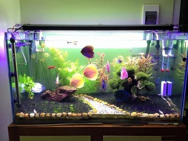 Tại sao máy sưởi bể cá bị giật?