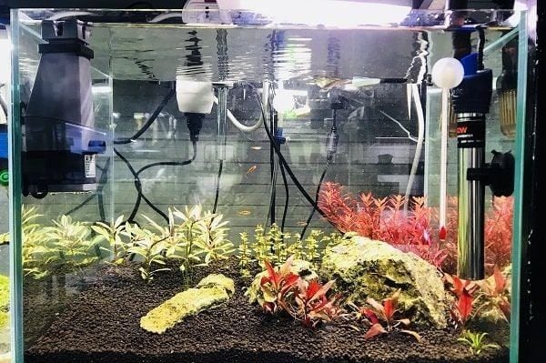 Dấu hiệu nhận biết máy sưởi bể cá bị giật