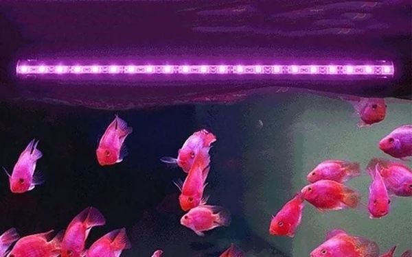 Nên dùng đèn bể cá màu gì để cá khỏe