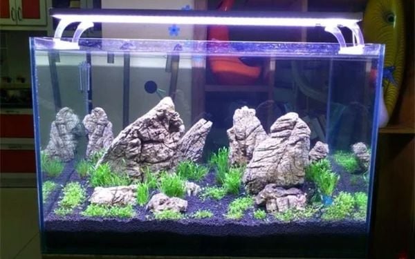 Nên dùng đèn bể cá màu gì để cá khỏe