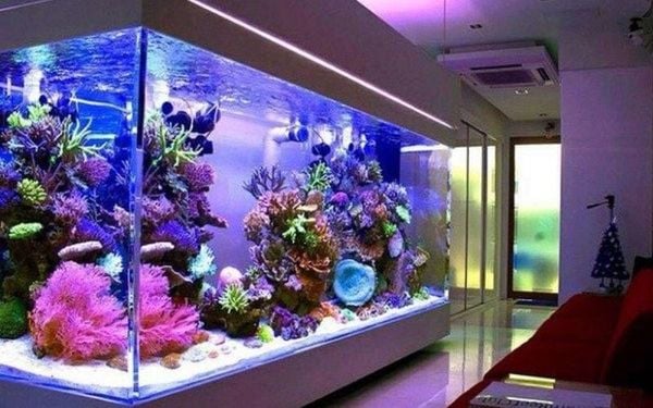 Nên dùng đèn bể cá màu gì để cá khỏe