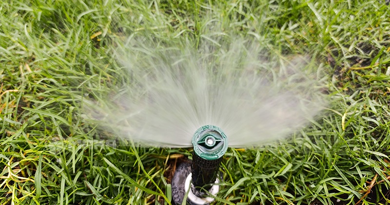 bec-tuoi-co-dang-hoat-dong